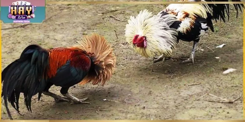 Chọi kê cựa dao