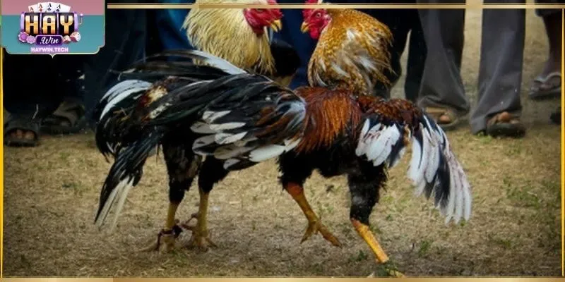 Đá gà Campuchia hấp dẫn