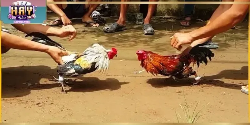 Ưu đãi chọi kê Campuchia