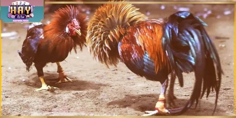 Đá gà cựa dao thú vị