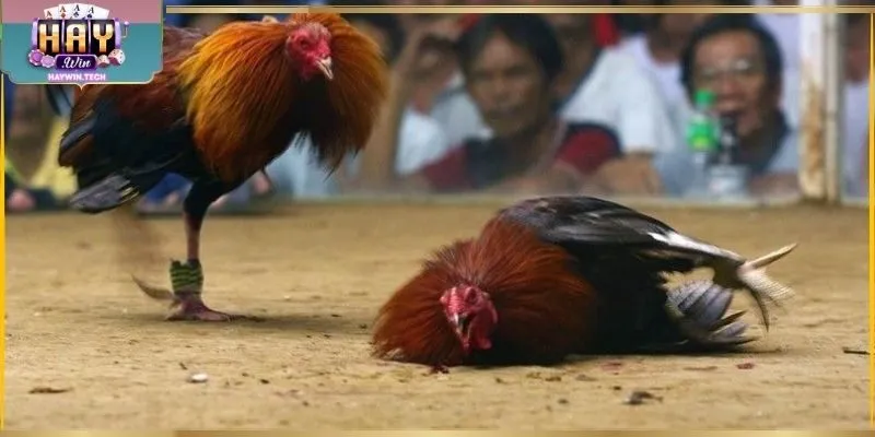 Duy trì sức bền thi đấu