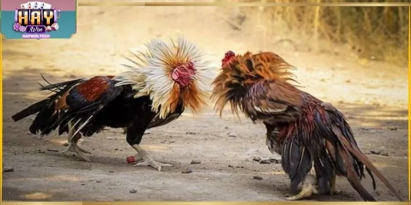 Ưu đãi xem cựa dao