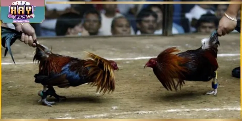 Đá gà cựa sắt hấp dẫn