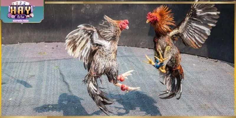 Giữ sức bền ổn định