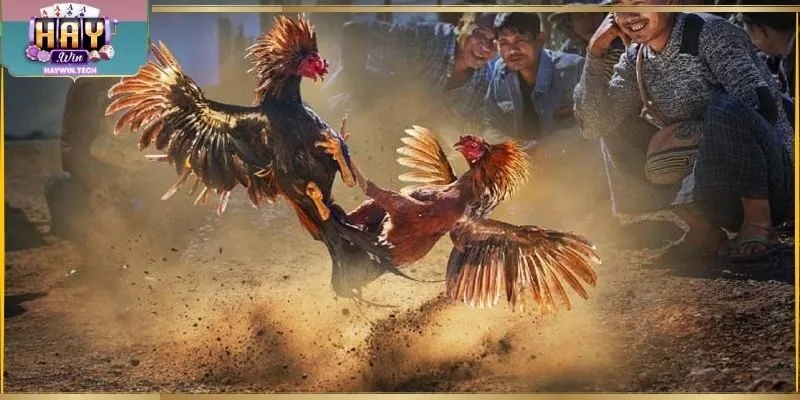 Ưu đãi chọi kê cựa sắt