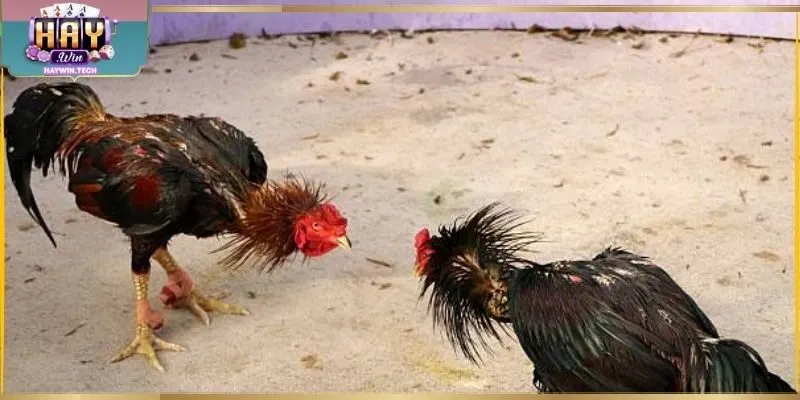 Đá Gà Cựa Sắt - Nhịp Trận Cân Bằng Và Diễn Biến Rõ Ràng