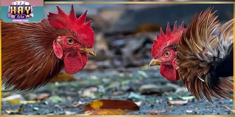 Đá gà Haywin Thomo