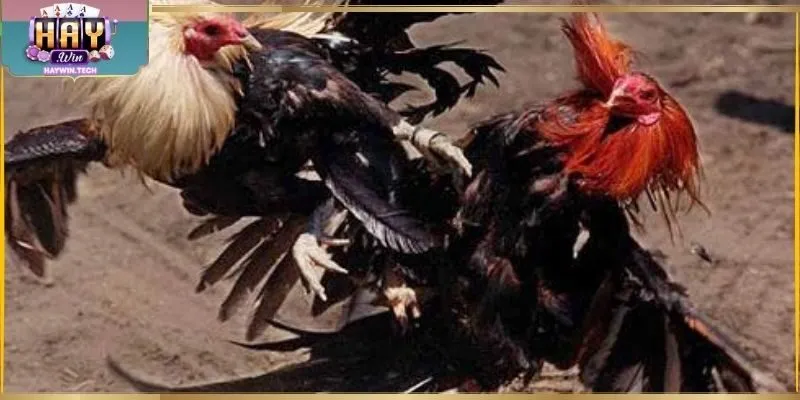 Lịch đấu chi tiết