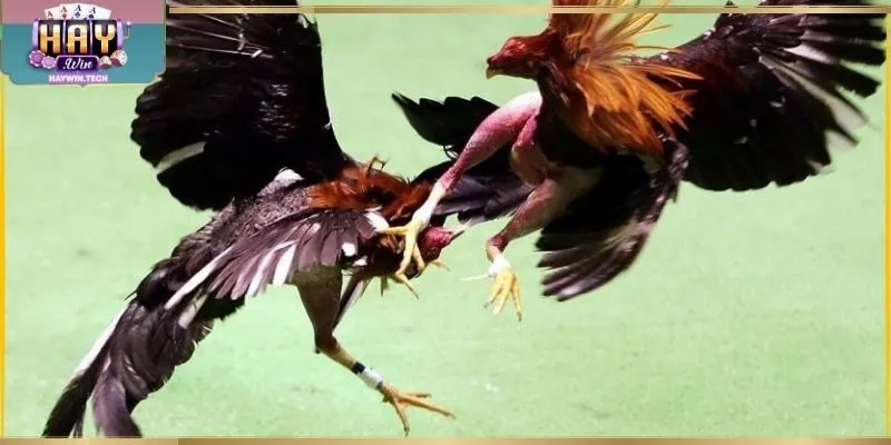 Theo dõi trận đấu trực tiếp