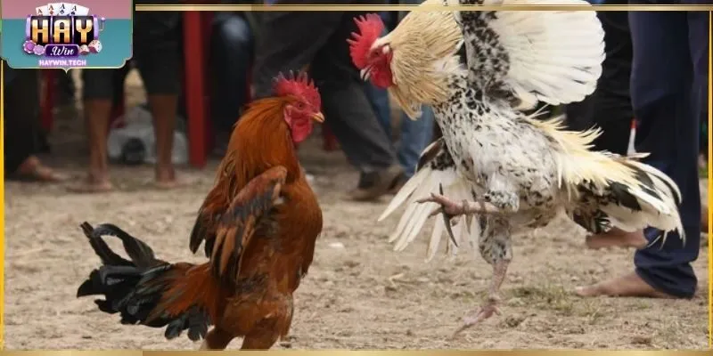 Mẹo chơi đá gà online từ khung giờ