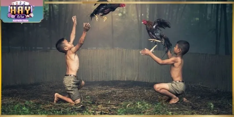 Ưu đãi xem chọi kê