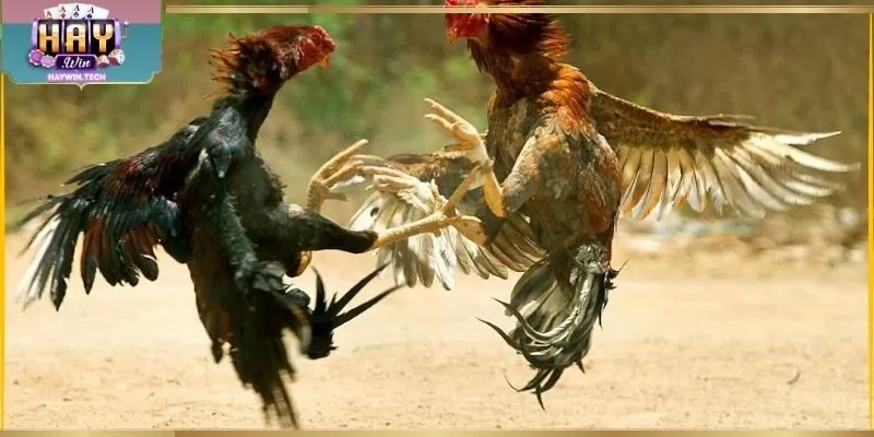 Mẹo Chơi Đá Gà Online - Kinh Nghiệm Chọn Trận Dễ Áp Dụng