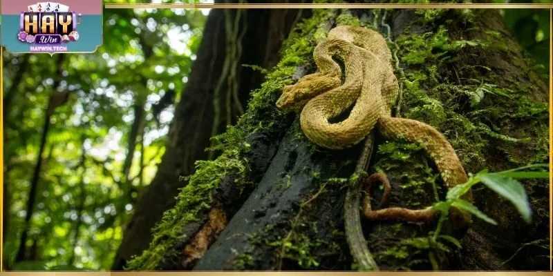 Giải mã chiêm bao thấy rắn