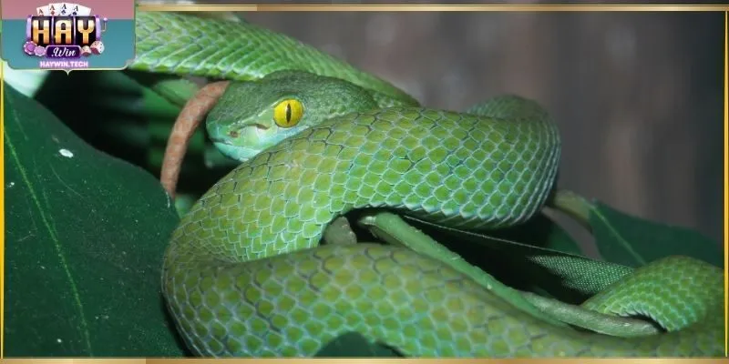 Nằm mơ thấy rắn bất ngờ hiện ra