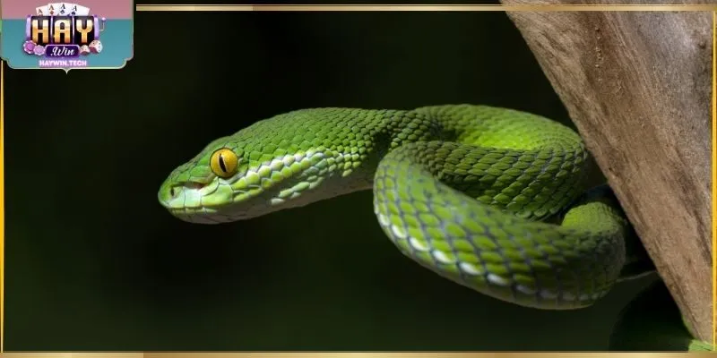 Nằm Mơ Thấy Rắn - Ý Nghĩa Thường Gặp Và Gợi Ý Số