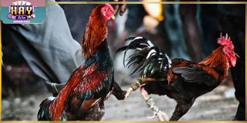 Ưu đãi khi xem Thomo