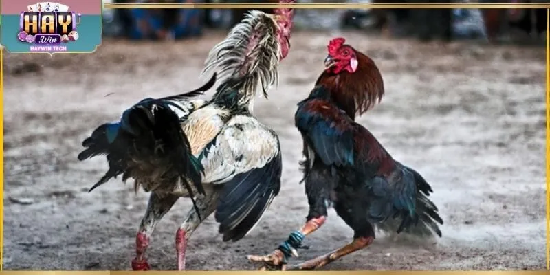 Xem đá gà trực tiếp Thomo buổi sáng