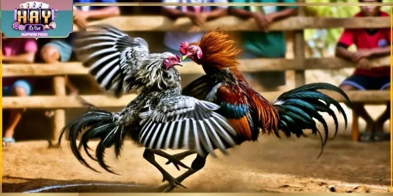 Xem Đá Gà Trực Tiếp Thomo - Lịch Đấu Và Hình Ảnh Rõ Ràng